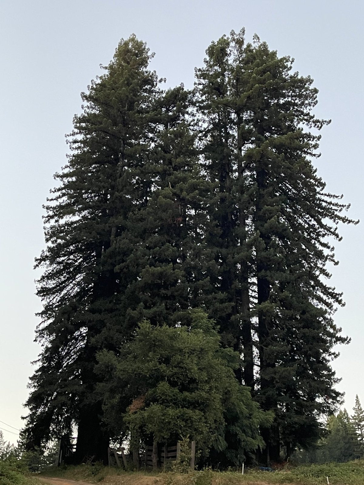 A stand of tall redwood trees
